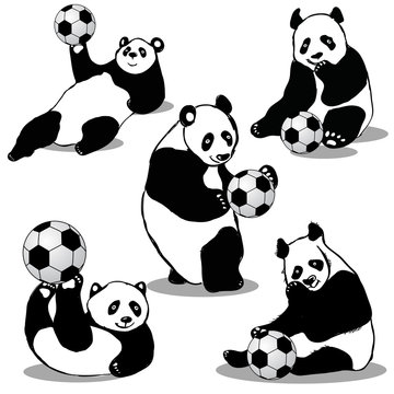 Panda Holds Soccer Ball