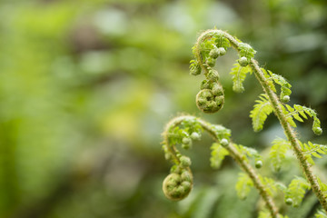 Young green fern leaves