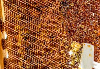 Beekeeper is uncapping honeycomb with special fork, prepares to harvest honey. Apriculture and sericulture concept
