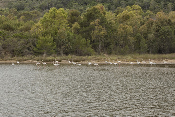 Flamingoes