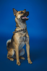 Young dog on background