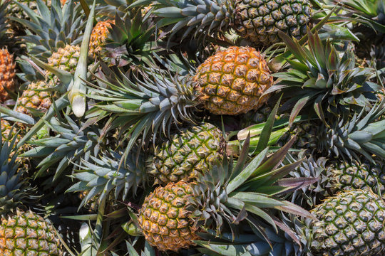 Heap of fresh pineapple fruits for sale in Thailand. The scientific binomial name is Ananas comosus.