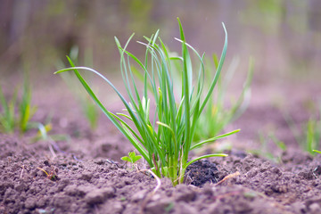 Sprouted garlic, green feathers, at their summer cottage in the spring and summer