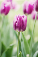 Spring meadow with violet tulip flowers, floral natural seasonal easter background with copy space