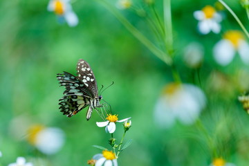 butterflies - butterflies in the garden.