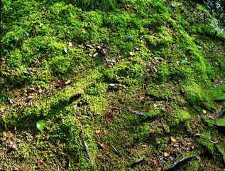 Obraz premium Clumps of moss on the ground