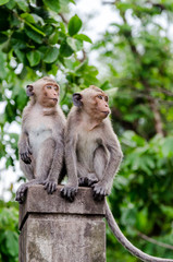 Two young monkeys sitting at concrete column
