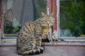 Cat sitting on background of the old window