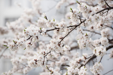 Apricot tree flower with buds and blossoms blooming at springtime, vintage retro floral background