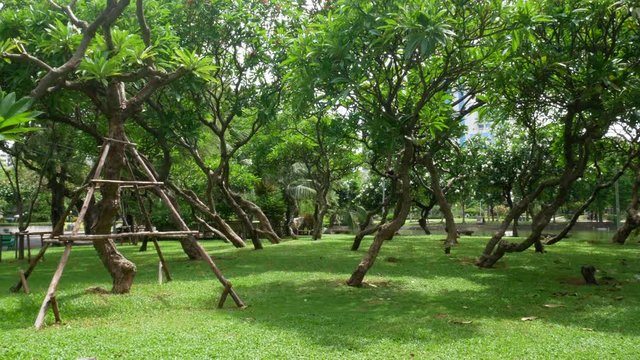 Thailande Bangkok Lumpini Park