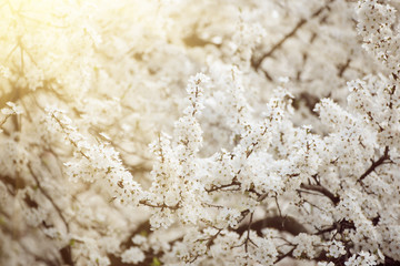 Apricot tree flower with buds and blossoms blooming at springtime, vintage retro floral background with sun rays