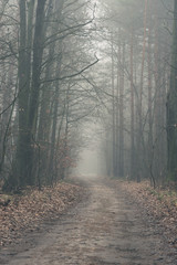 Misterious foggy forest