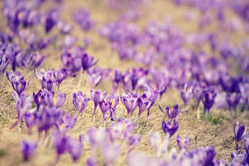 Beautiful violet crocuses flower growing on the dry grass, the first sign of spring. Seasonal easter background.
