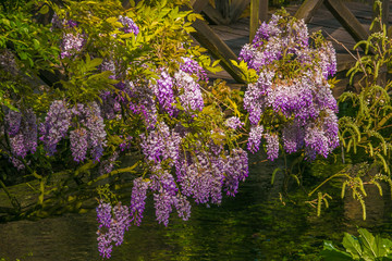 Glicine fiorito sopra al fiume