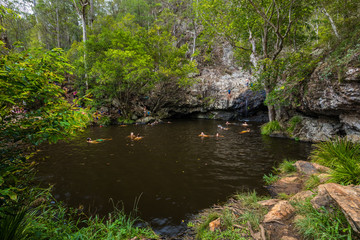Kondalilla Falls, AUS - JAN 21 2017 - People enjoying hot day in rainforest Kondalilla Falls swimming hole, Australia
