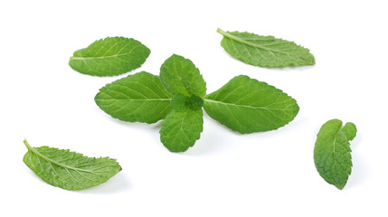 Mint leaf green plants isolated on white background, peppermint aromatic properties of strong teeth