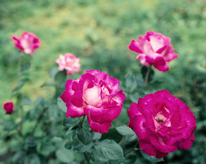 Fototapeta na wymiar Pink rose flower