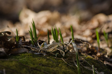 nature, spring, grass, waking up, heat, soil, earth, herbs