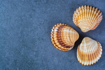 Thee colorful sea round shells, copy space