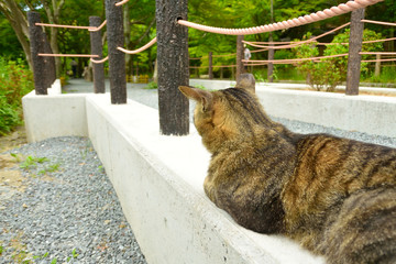 Obraz premium 猫