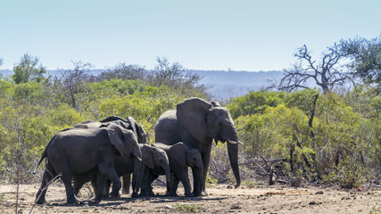 African bush elephant in Kruger National park, South Africa