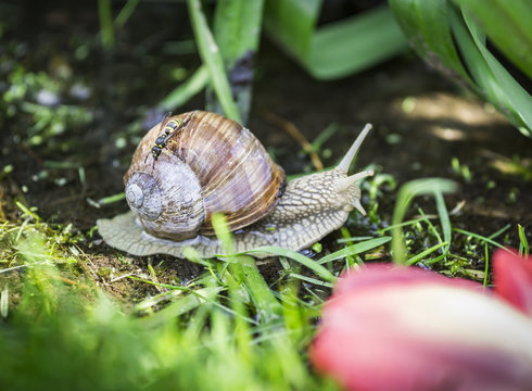 Snail in green garden