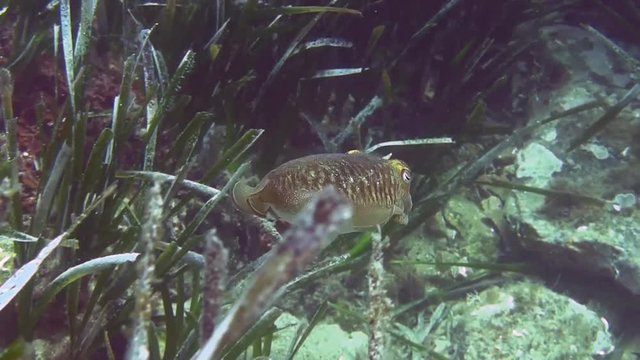 Costa Brava, diving the Mediterranean sea, Cuttlefish, Spain