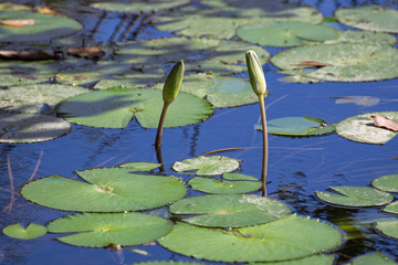 Water lily bud in pond