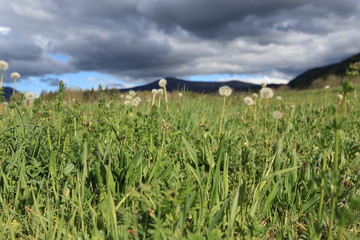 Prairie au printemps et pissenlits dans les Pyrénées audoises, Occitanie dans le sud de la France