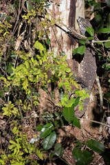 Lace monitor on tree in rain forest