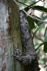 Close-up of Lace monitor in rain forest