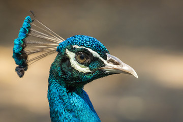 Image of a peacock head on nature background. wild animals.