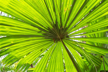 Obraz premium Fan palm leaf close-up