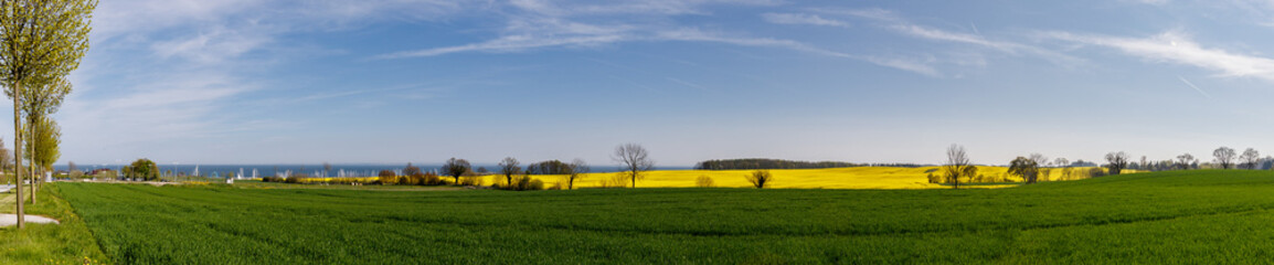 Etwas Raps an der Ostsee