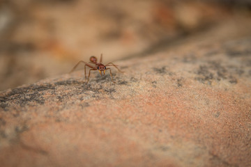 Ant walking over a rock