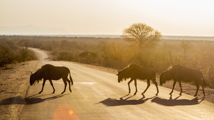 Fototapeta na wymiar Blue wildebeest in Kruger National park, South Africa