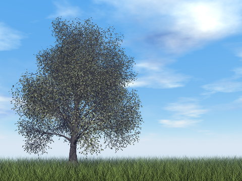 American beech tree - 3D render