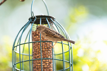 Female house sparrow perched on hanging feeder filled with peanuts.