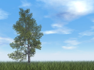 Paper birch tree - 3D render