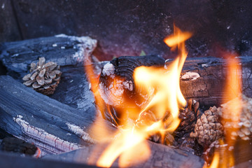 Obraz premium fire in nature . Bonfire in the forest closeup