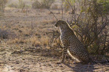 Cheetah in Kruger National park, South Africa