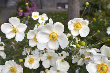 Obraz premium Anemone japonica