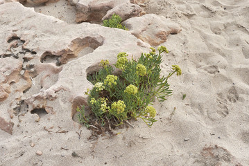 Crithmum maritimum