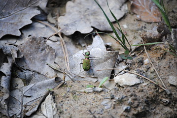 Insecte