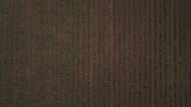Aerial view of cultivated agricultural sugar beet field, drone pov top view
