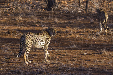 Cheetah in Kruger National park, South Africa