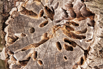 Detail of the wooden cut eaten by the worms