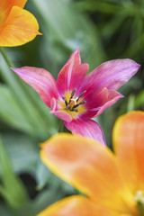 Fototapeta na wymiar Orange and pink tulips blooming in garden, summer time.