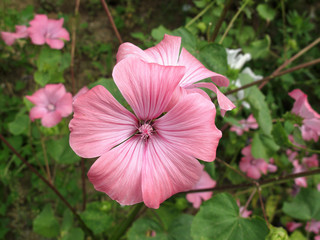 Lavatera trimestris