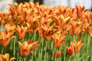 Orange tulips blooming in garden, summer time.